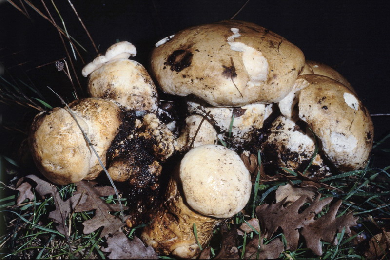 Ritrovamento del12.11.2010